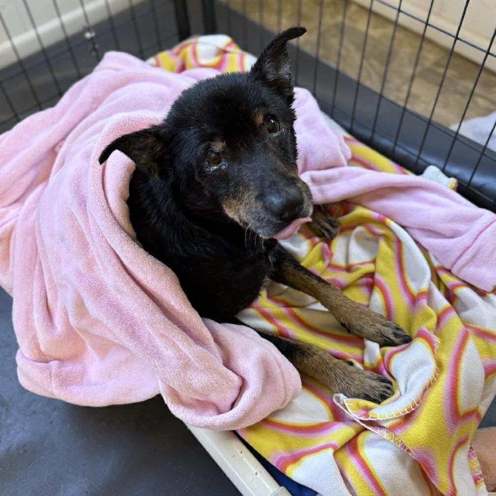 Enlarge Buddy, a Adoptable mixed breed in Kerrville, TX image 1/1