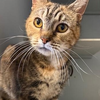 Millie, adopted, Adult Female Domestic Short Hair.