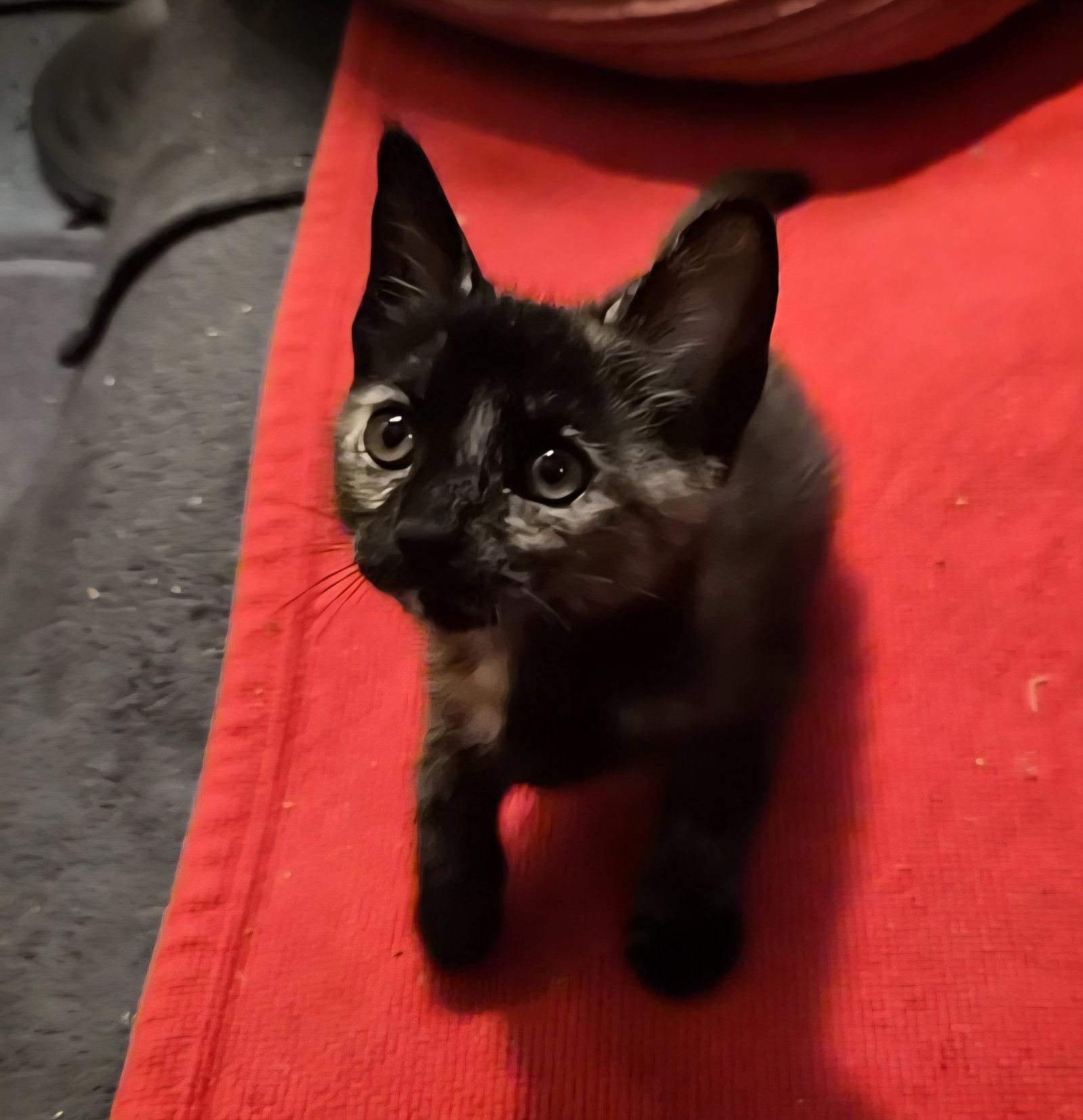 Enlarge MOCHA, a Adoptable Domestic Short Hair in Orlando, FL image 1/1
