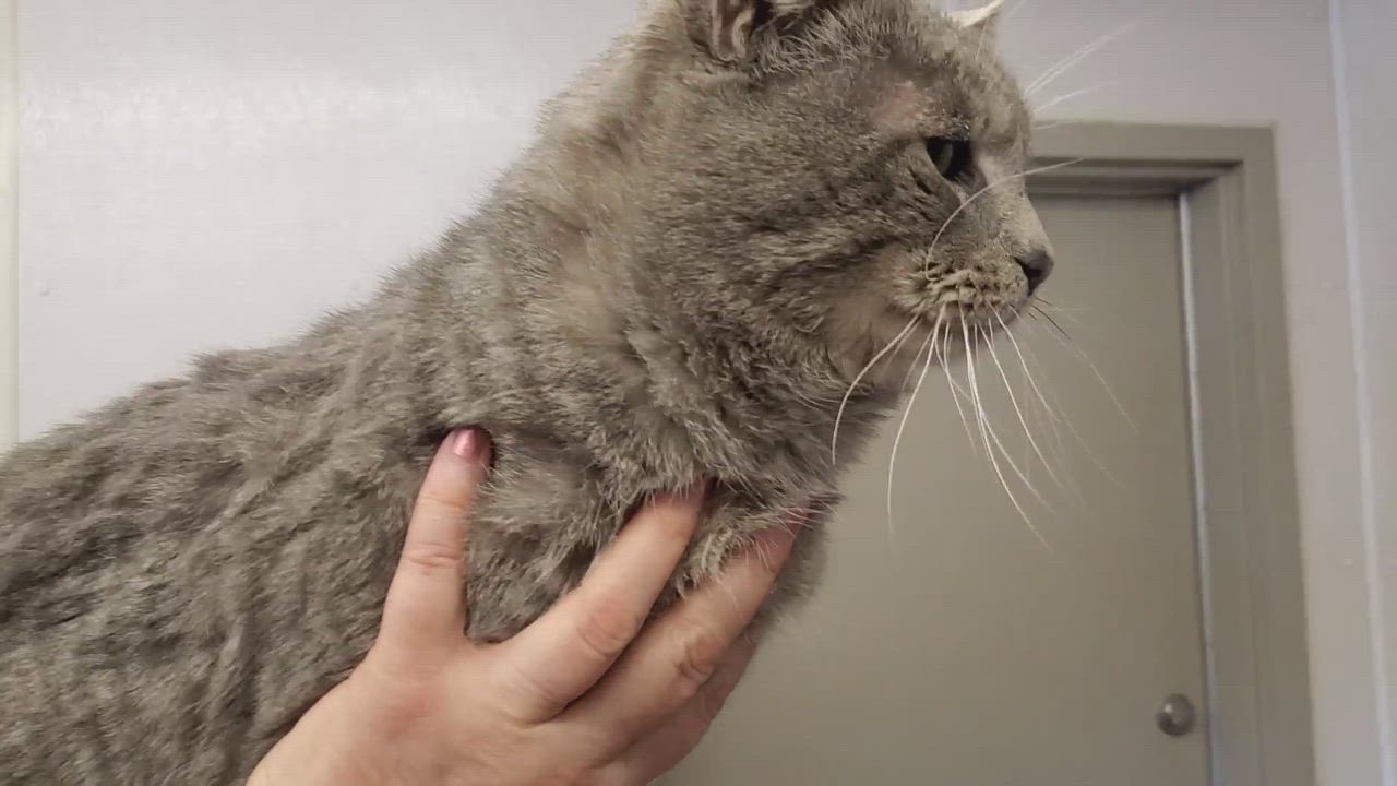 Enlarge Lucky, a Adopted mixed breed in Charles City, VA video 3/5