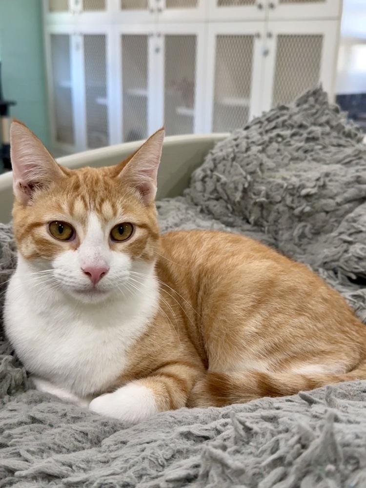 Portobello, Adoptable, Kitten Male Domestic Short Hair.