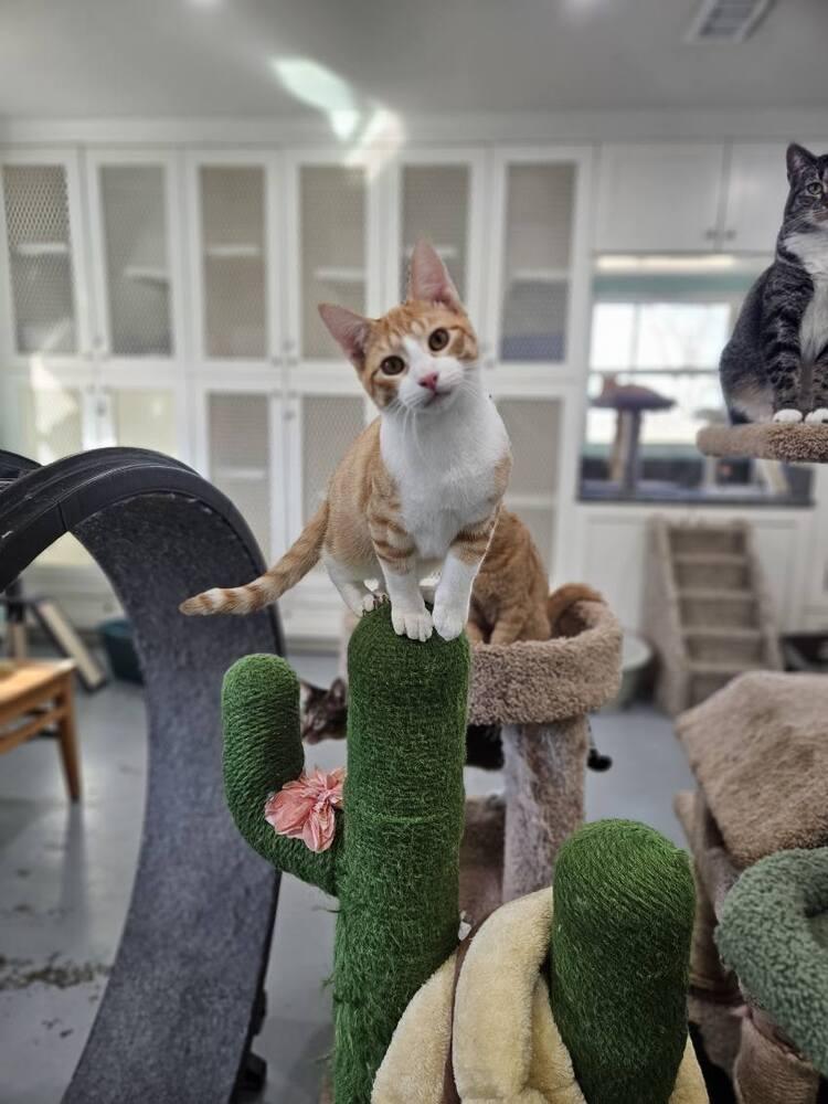 Enlarge Portobello, a Adoptable Domestic Short Hair in San Leon, TX image 1/5