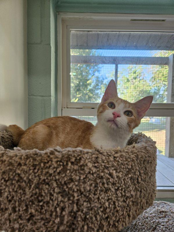 Enlarge Portobello, a Adoptable Domestic Short Hair in San Leon, TX image 2/5