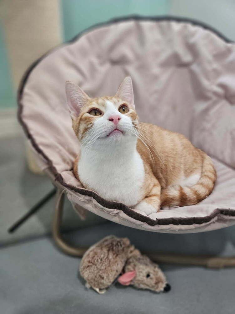 Enlarge Portobello, a Adoptable Domestic Short Hair in San Leon, TX image 3/5