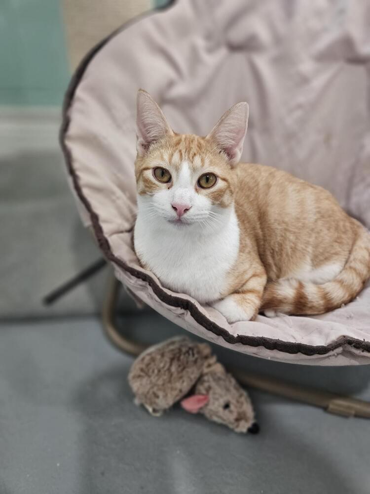 Enlarge Portobello, a Adoptable Domestic Short Hair in San Leon, TX image 4/5