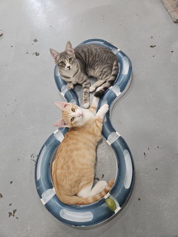 Enlarge Portobello, a Adoptable Domestic Short Hair in San Leon, TX image 5/5