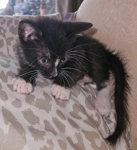 Pandy, Adoptable, Kitten Male Domestic Short Hair.