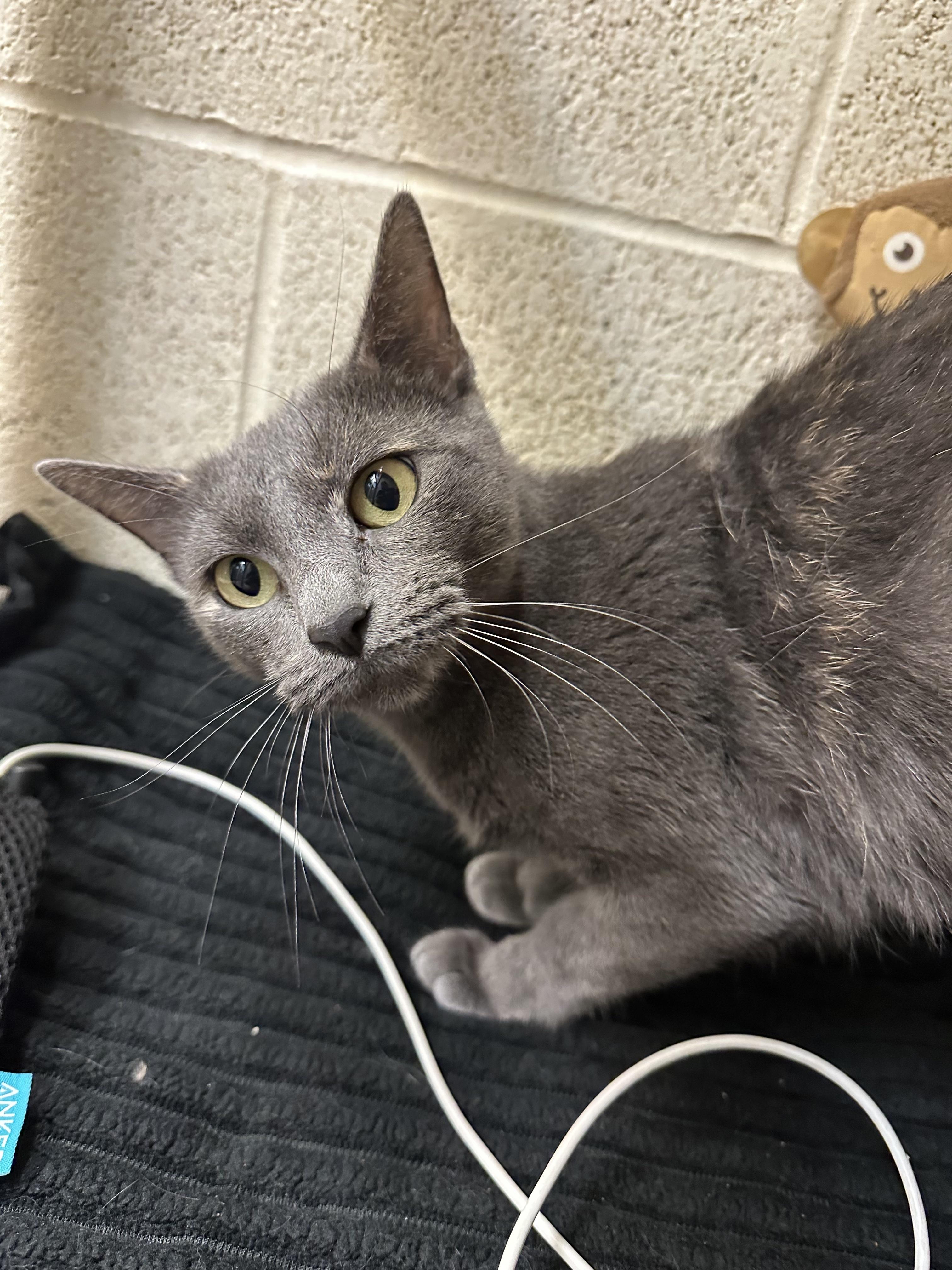 Savannah, an adopted Domestic Short Hair in Guthrie, OK image 4/4