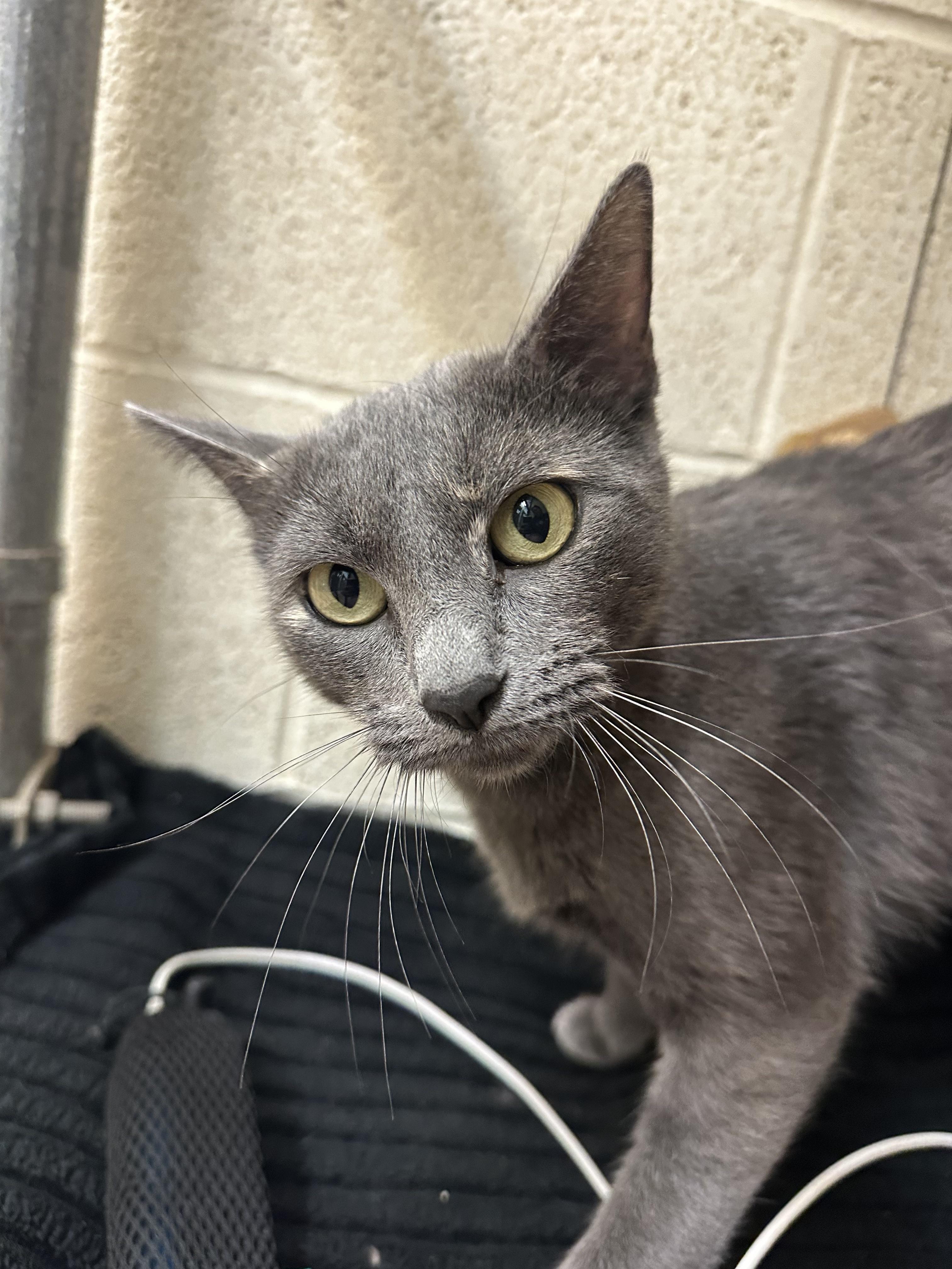 Savannah, an adopted Domestic Short Hair in Guthrie, OK image 3/4