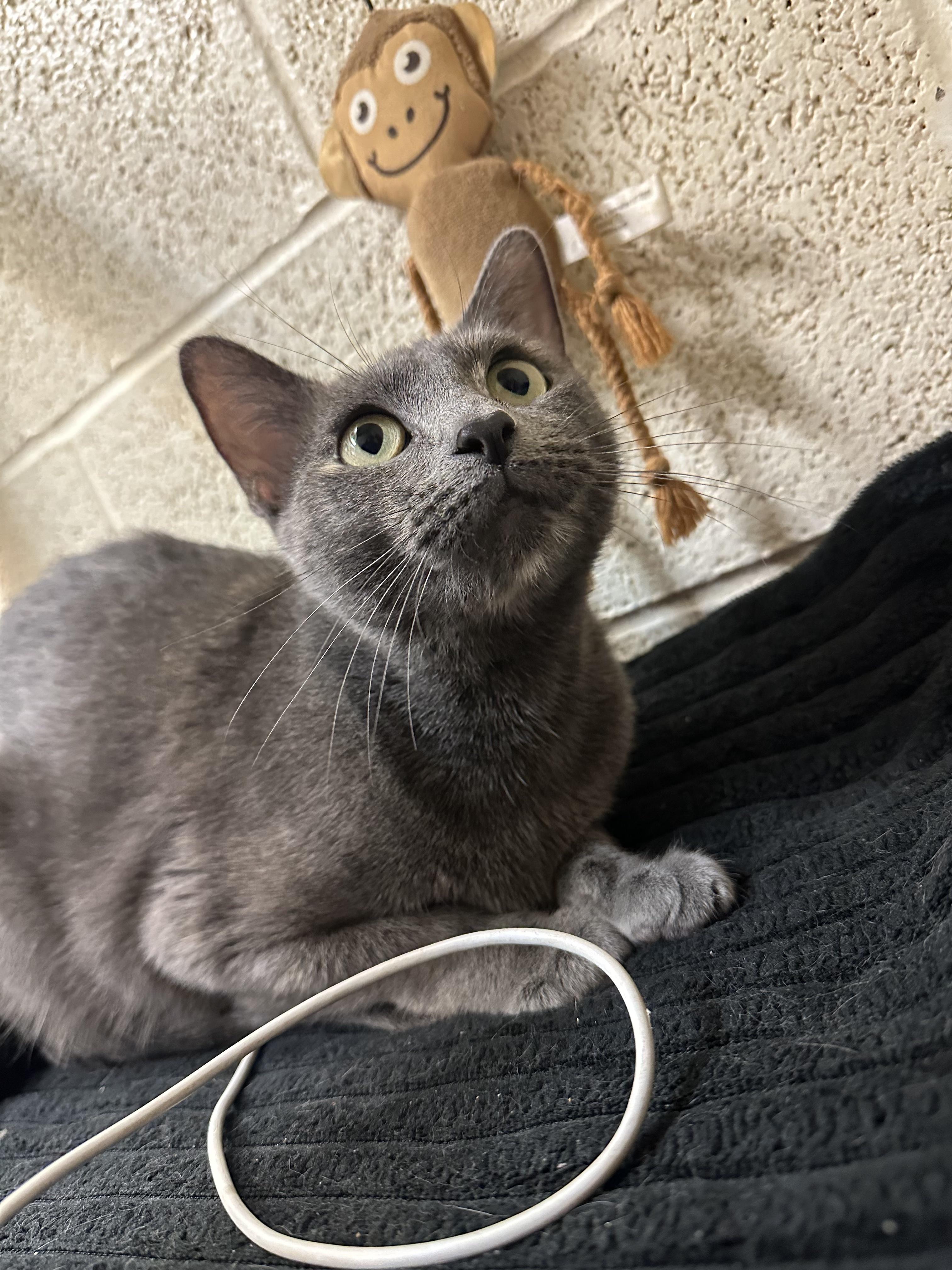 Savannah, adopted, Adult Female Domestic Short Hair.
