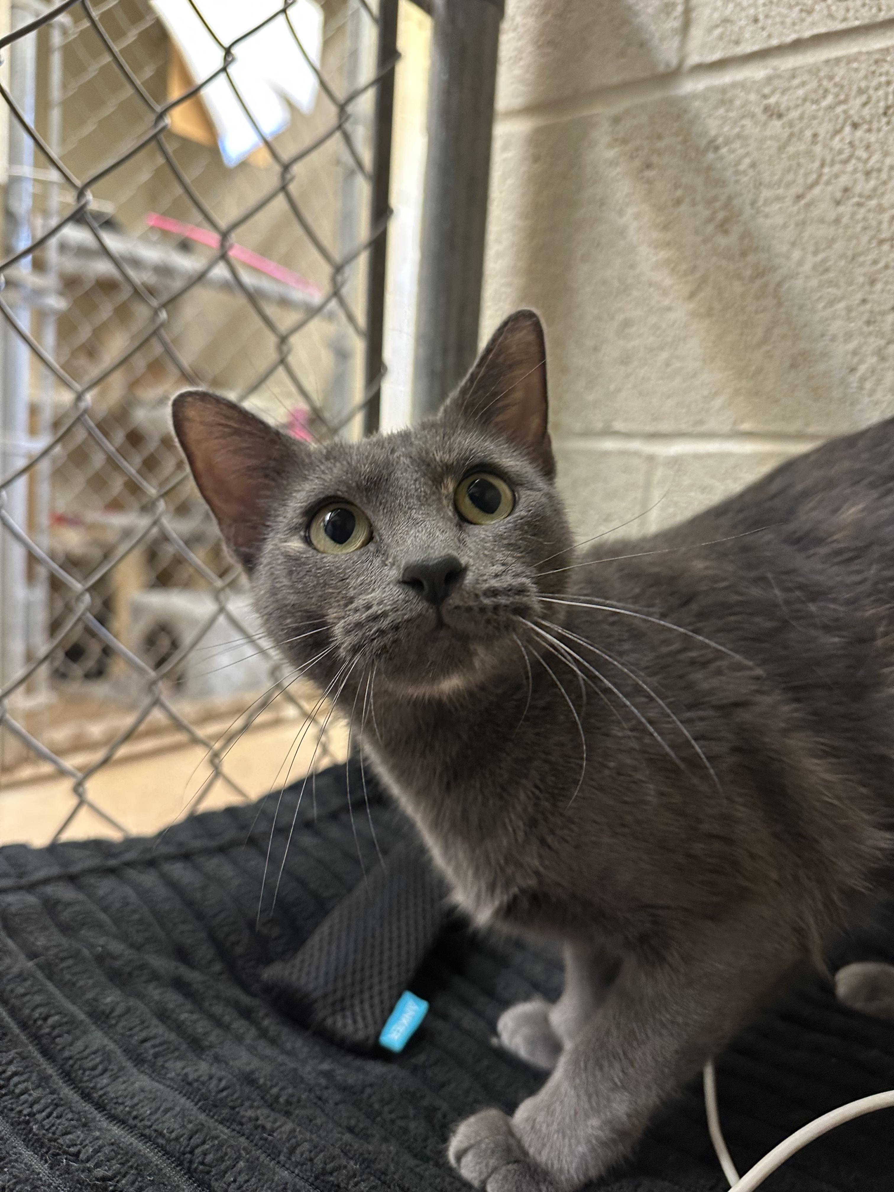 Savannah, an adopted Domestic Short Hair in Guthrie, OK image 2/4