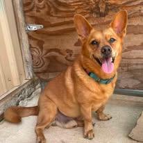 Scooter, Adopted, Senior Male Corgi & Terrier.
