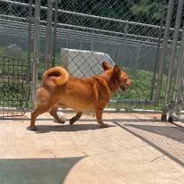 Enlarge Scooter, a Adopted mixed breed in McKenzie, TN image 3/3