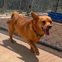 Enlarge Scooter, a Adopted mixed breed in McKenzie, TN image 2/3