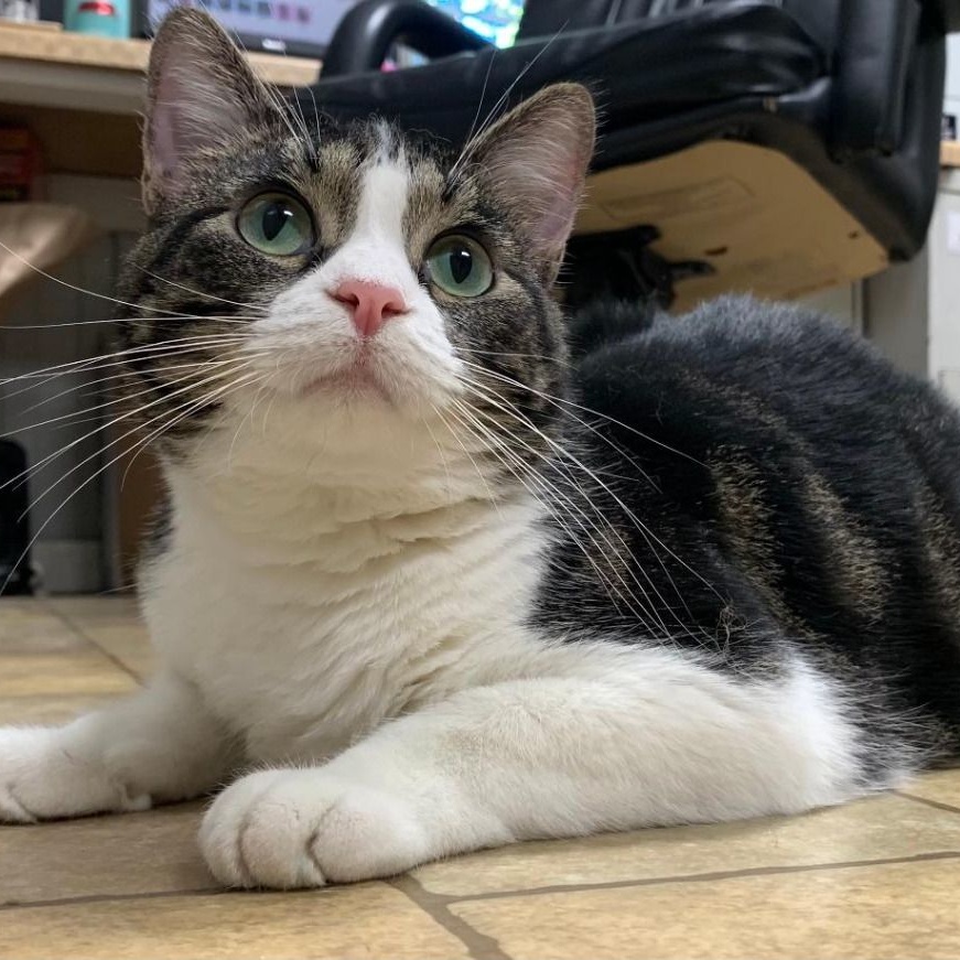 Enlarge Sissy, a Adoptable Domestic Short Hair in Benld, IL image 2/2