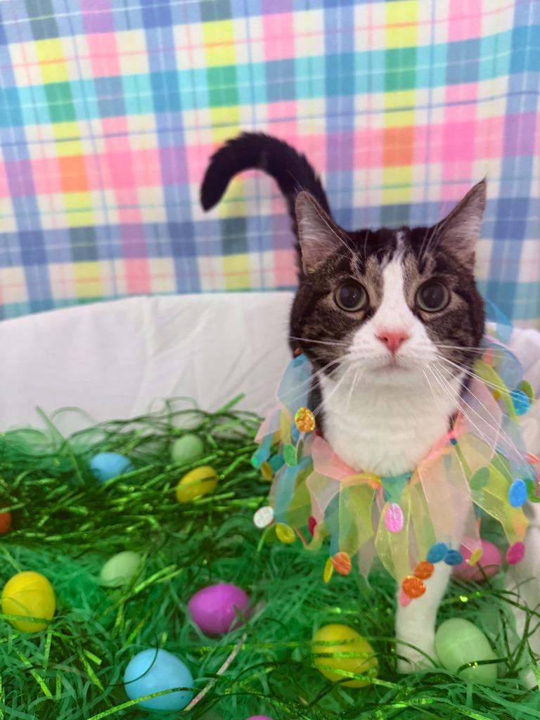 Sissy, Adoptable, Adult Female Domestic Short Hair.