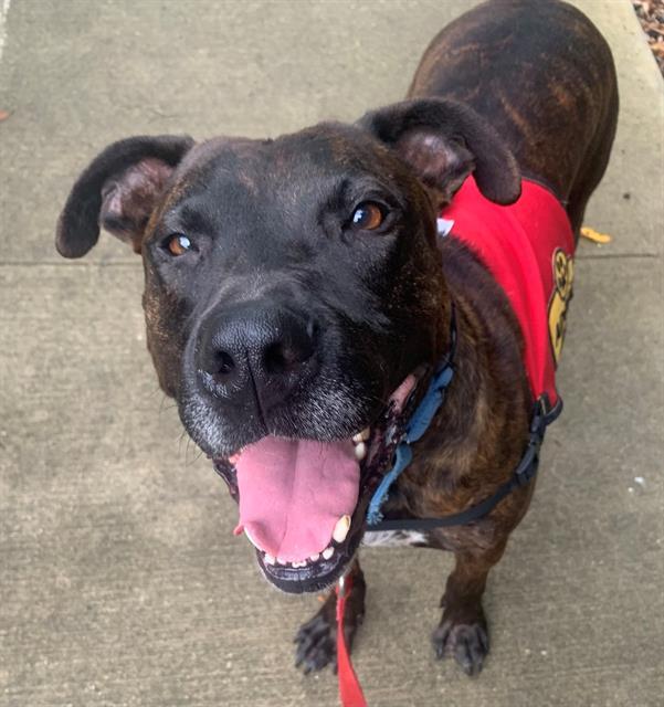 MYSTERY, Adoptable, Adult Male American Staffordshire Terrier & Mixed Breed.