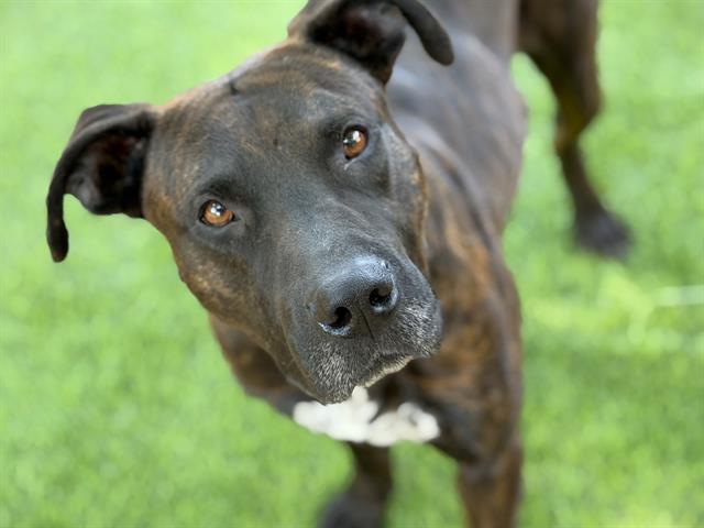 MYSTERY, Adoptable, Young Male American Staffordshire Terrier & Mixed Breed.