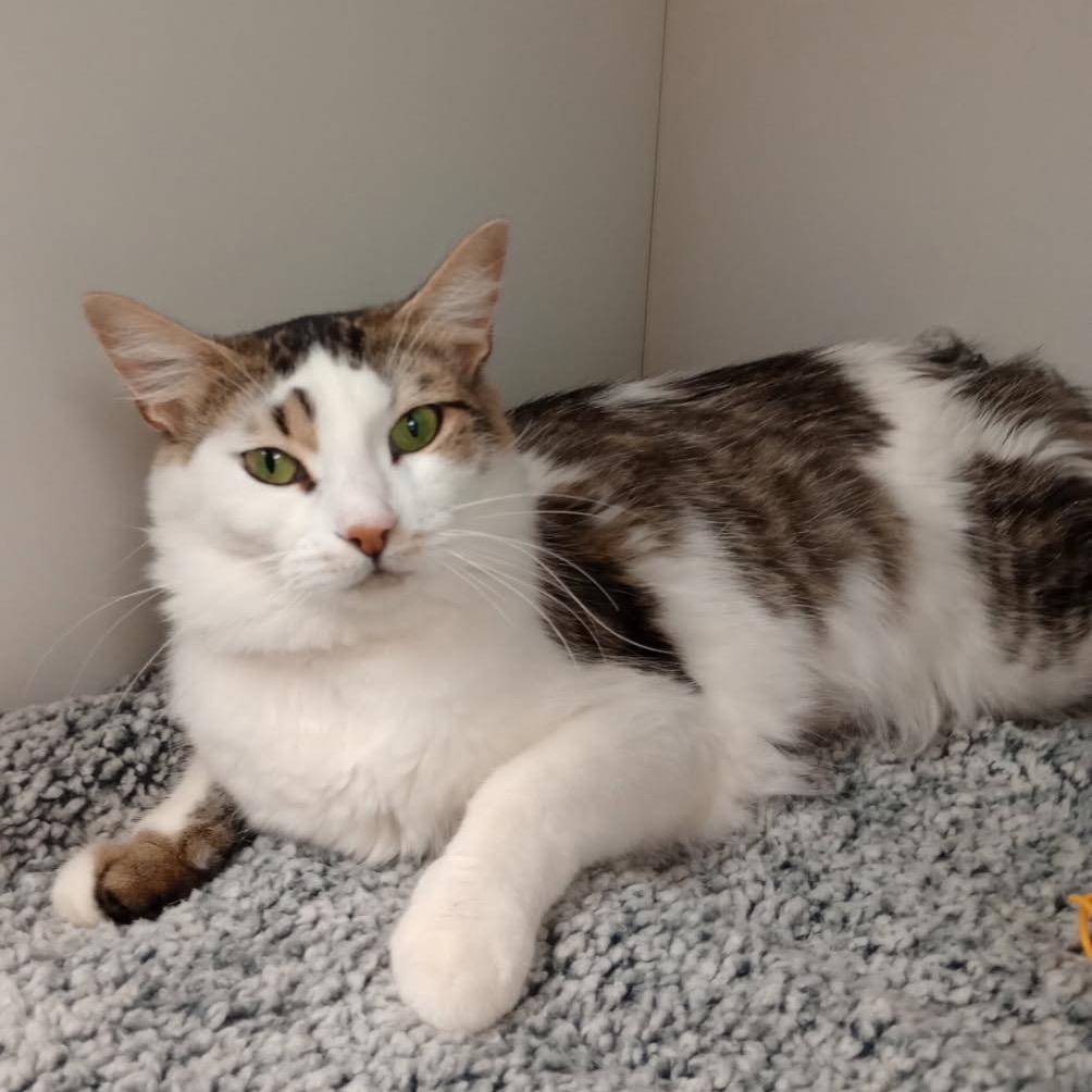 Kathleen, ADOPTABLE, Adult Female Domestic Medium Hair.