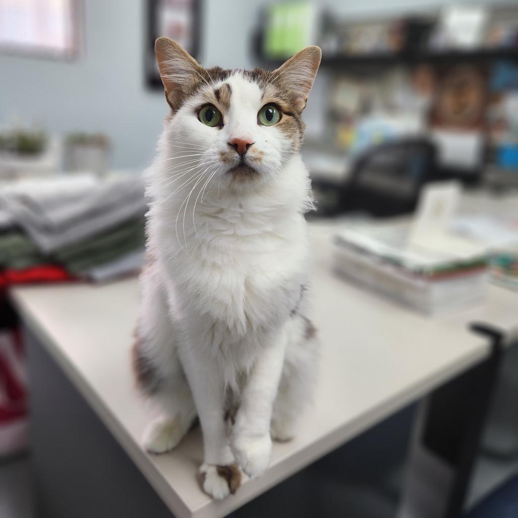 Kathleen, a ADOPTABLE Domestic Medium Hair in Las Vegas, NV image 2/3