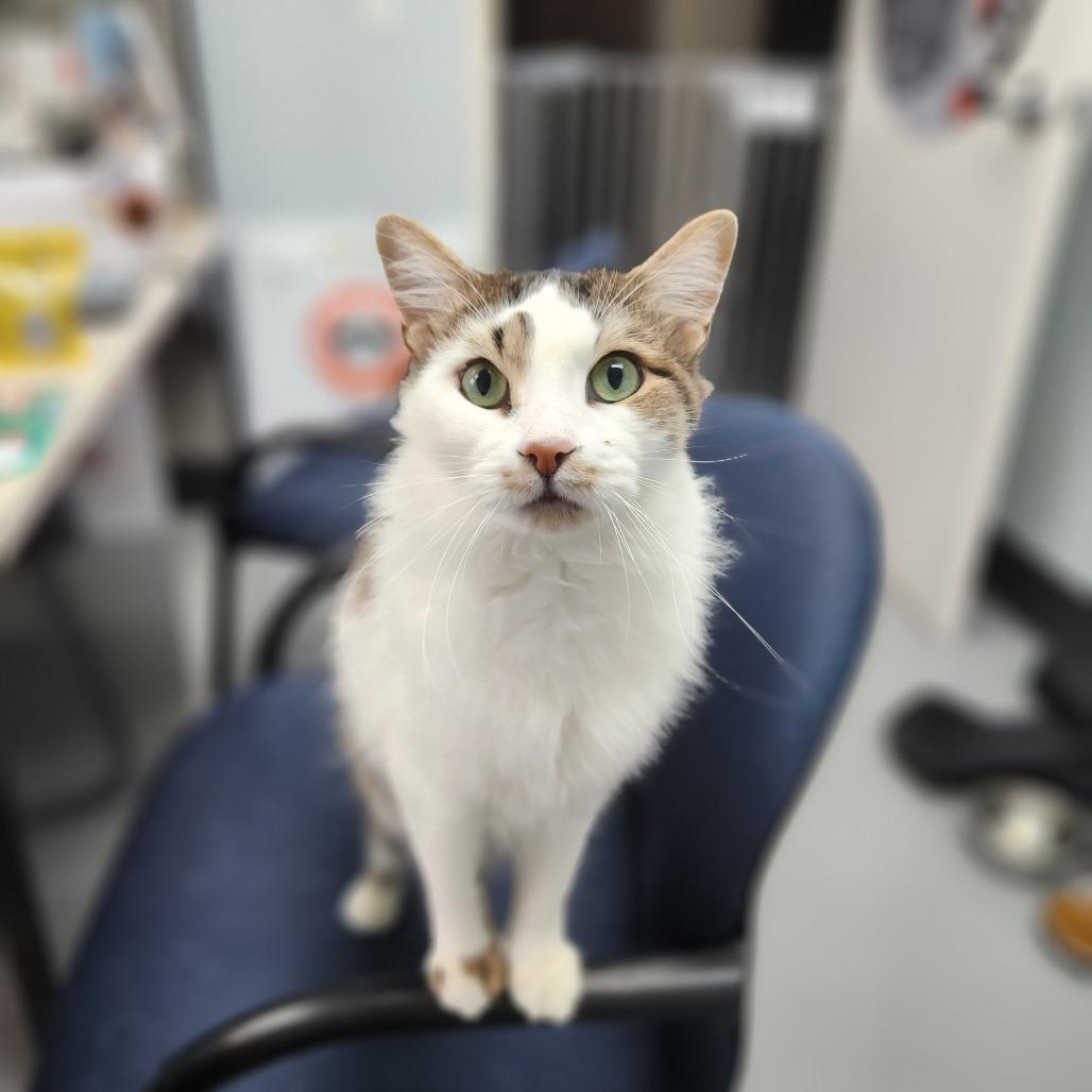 Kathleen, a ADOPTABLE Domestic Medium Hair in Las Vegas, NV image 3/3