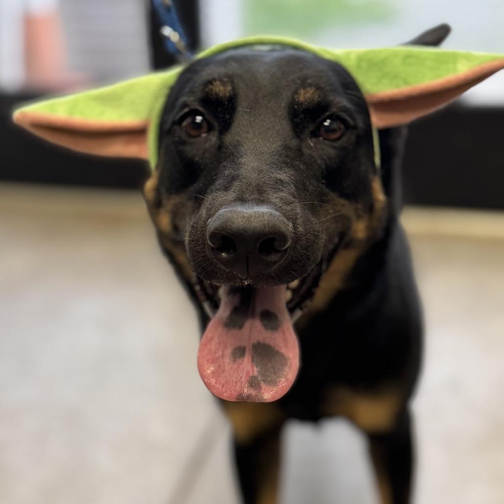 Sheena, Adoptable, Adult Female German Shepherd Dog & Mixed Breed.