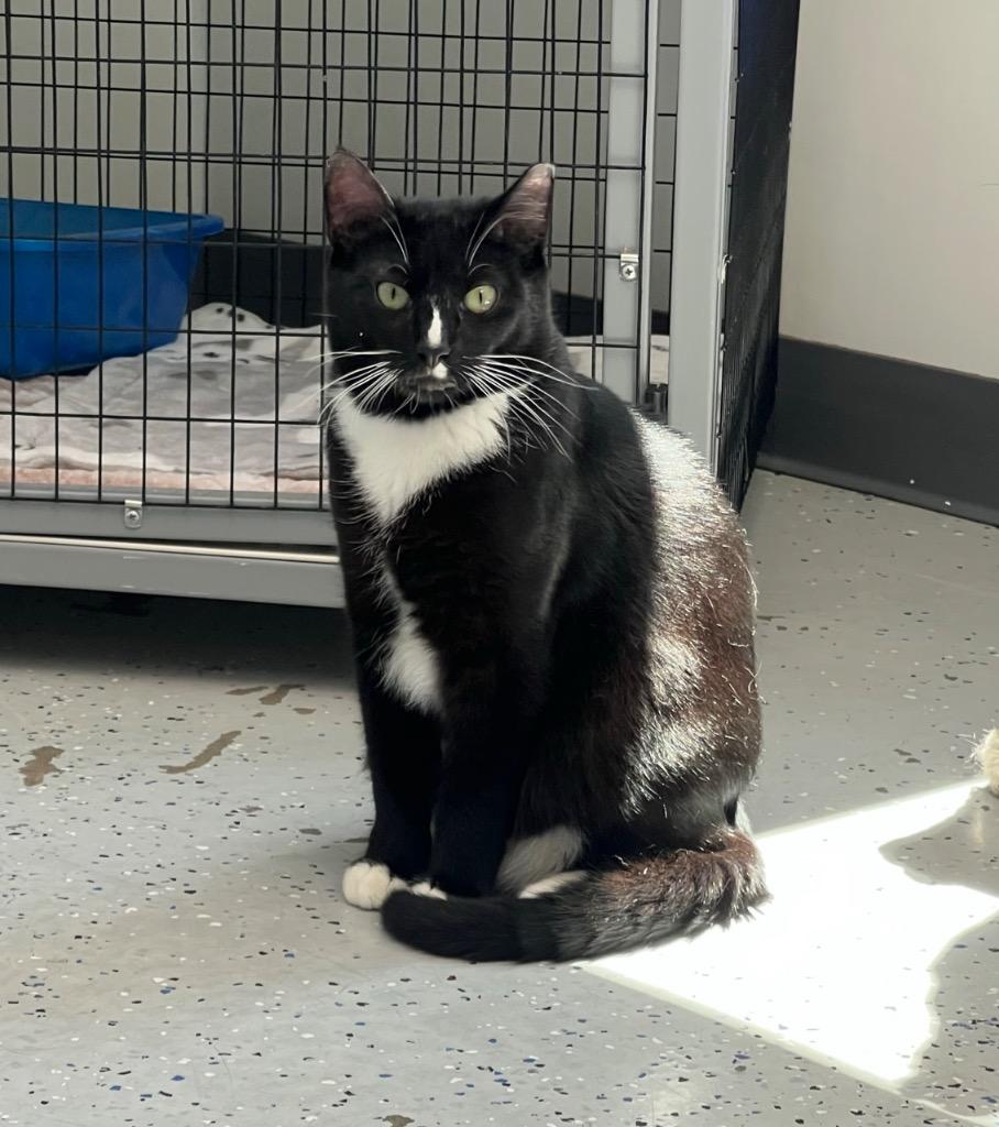 Enlarge Orion, a Adoptable mixed breed in Brookings, OR image 1/1