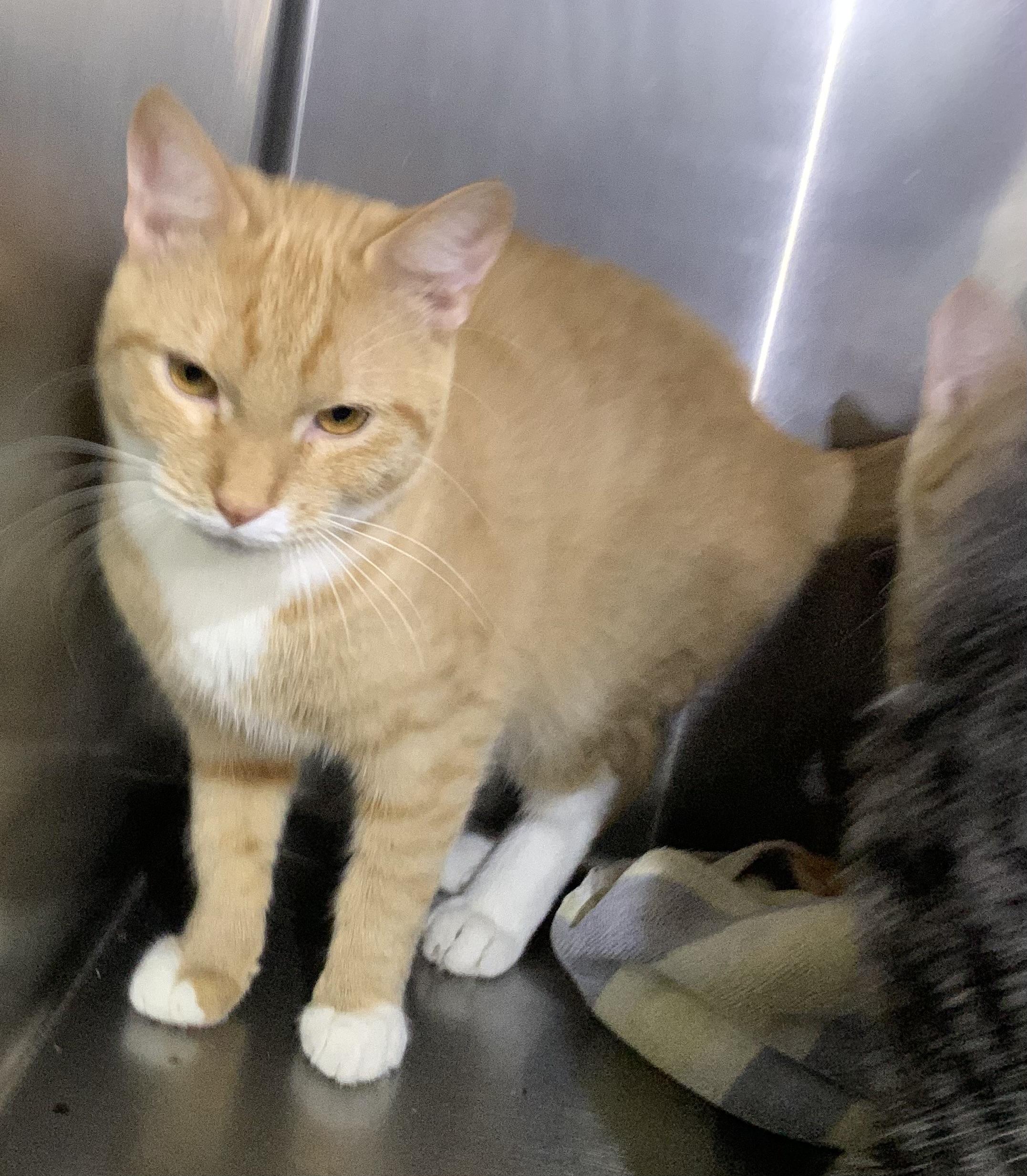 Harry, Adopted, Adult Male Domestic Short Hair.