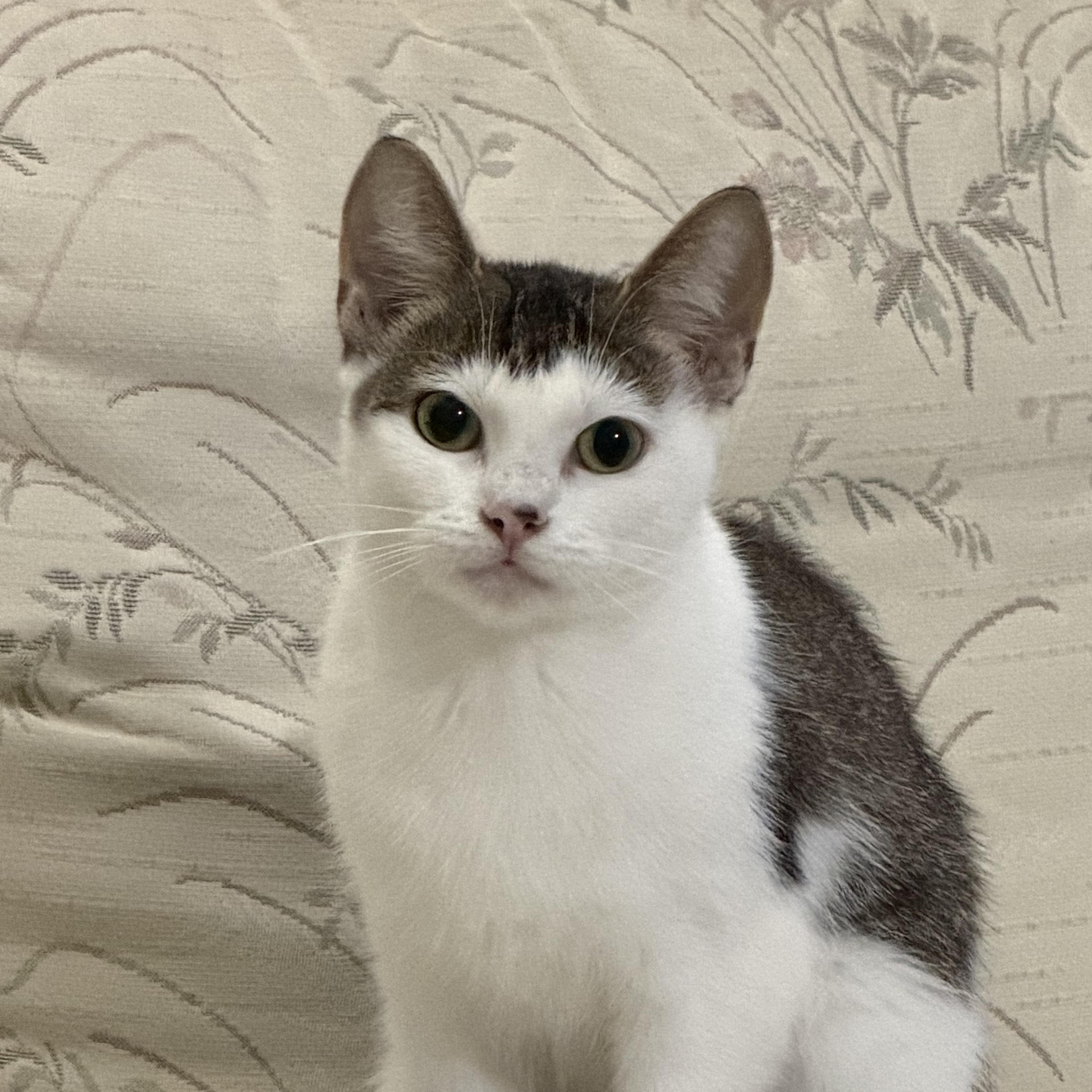 Bella, a ADOPTABLE Domestic Short Hair in Pickering, ON image 4/5