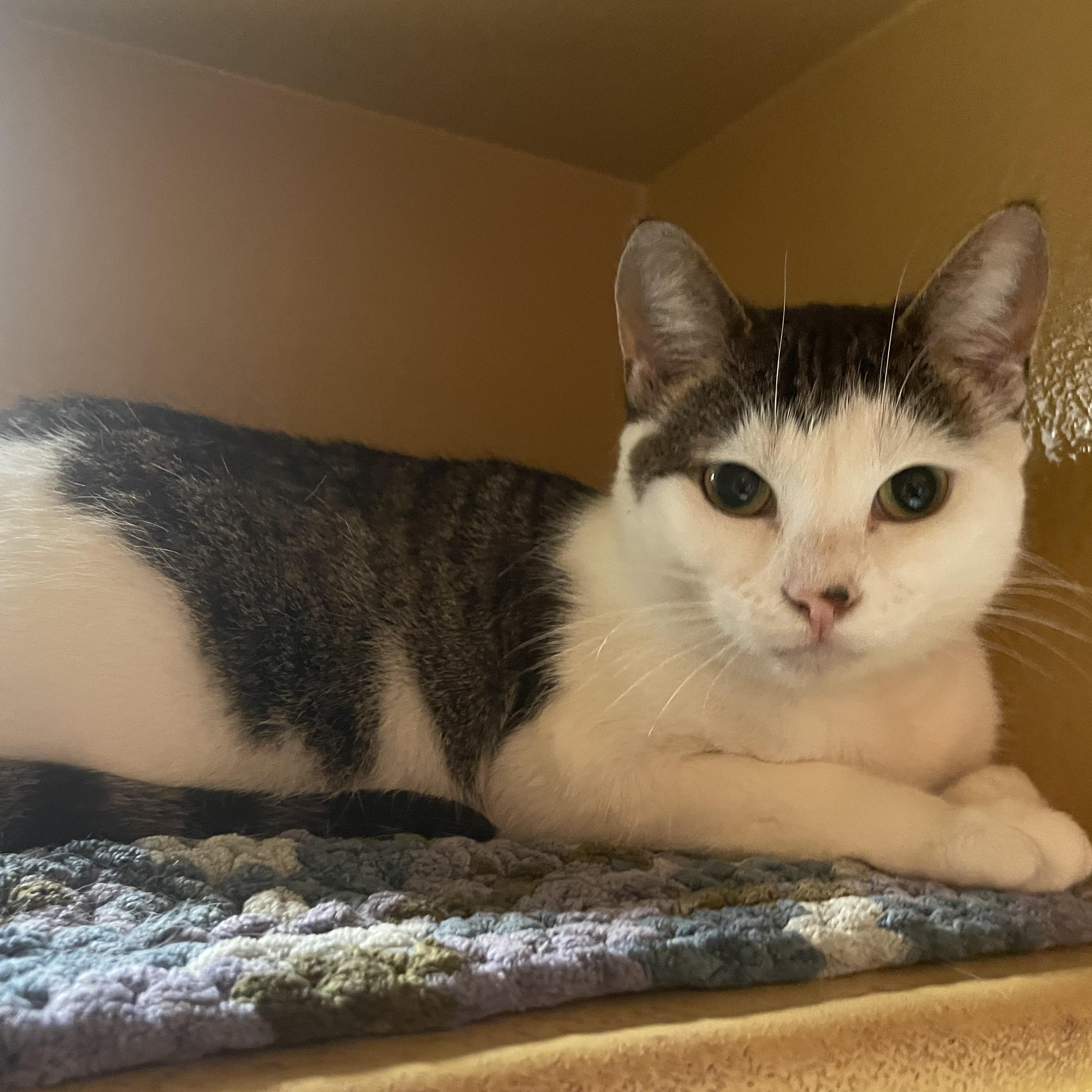 Enlarge Bella, a Adoptable Domestic Short Hair in Pickering, ON image 4/6