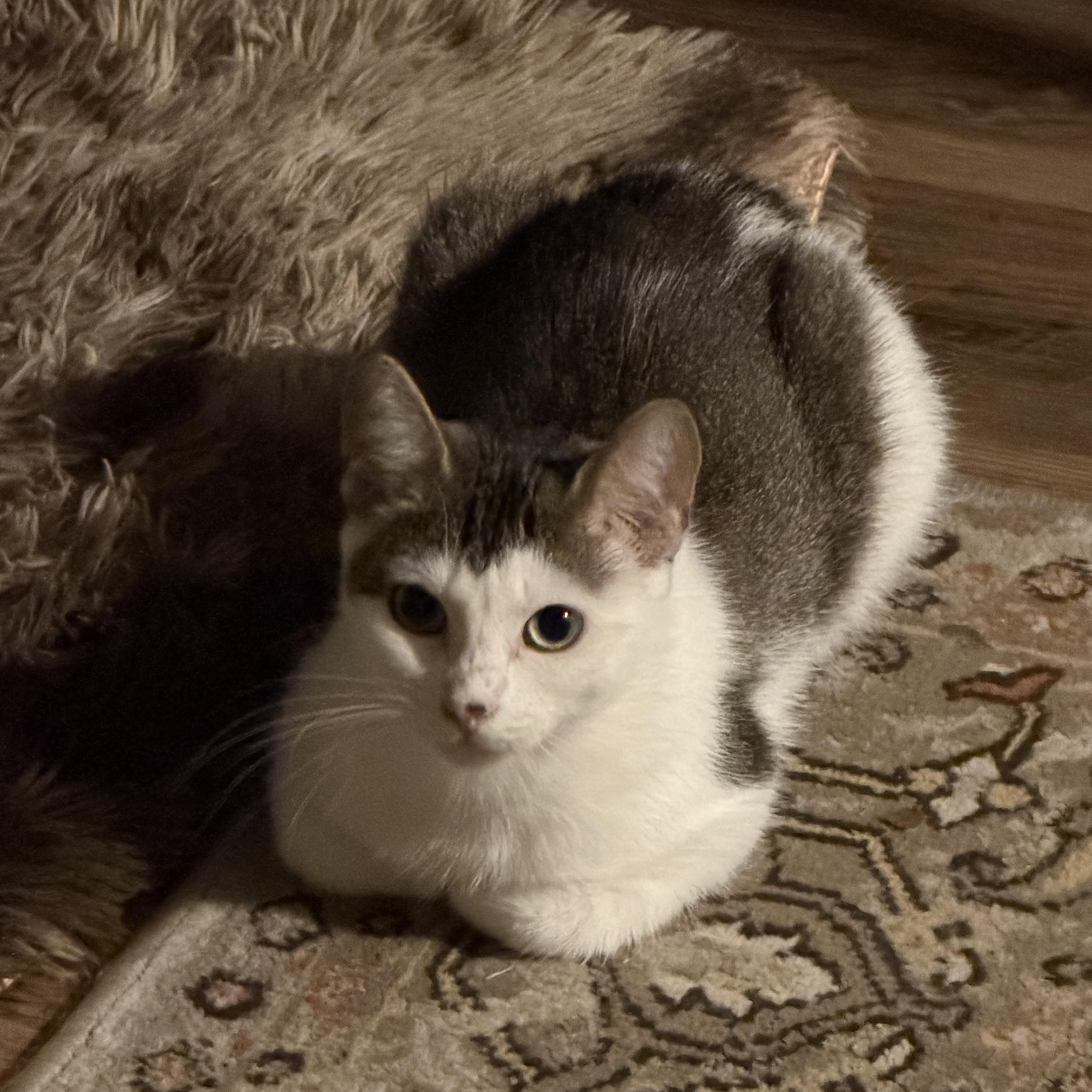 Bella, ADOPTABLE, Adult Female Domestic Short Hair.