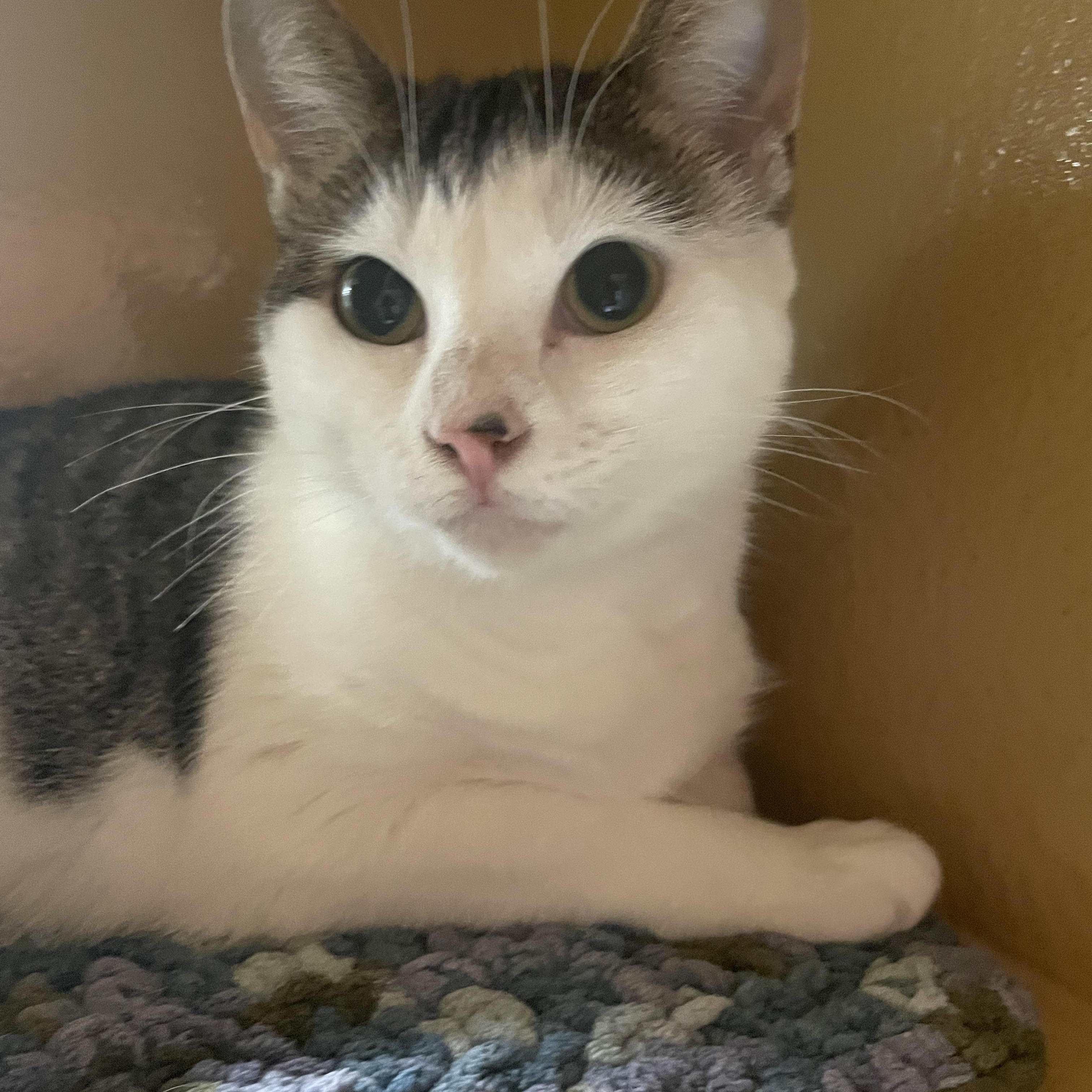 Enlarge Bella, a Adoptable Domestic Short Hair in Pickering, ON image 5/6