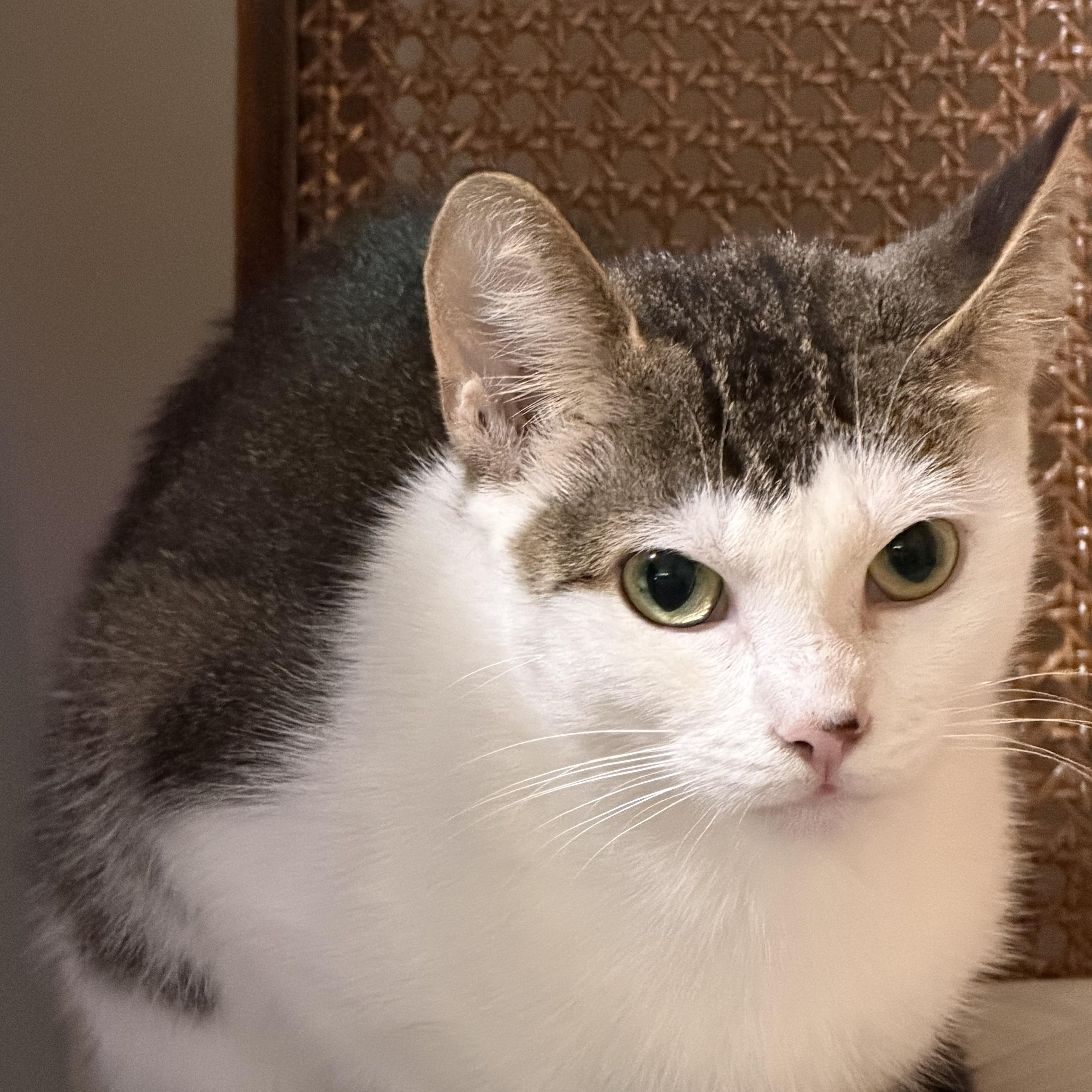 Bella, a ADOPTABLE Domestic Short Hair in Pickering, ON image 5/5