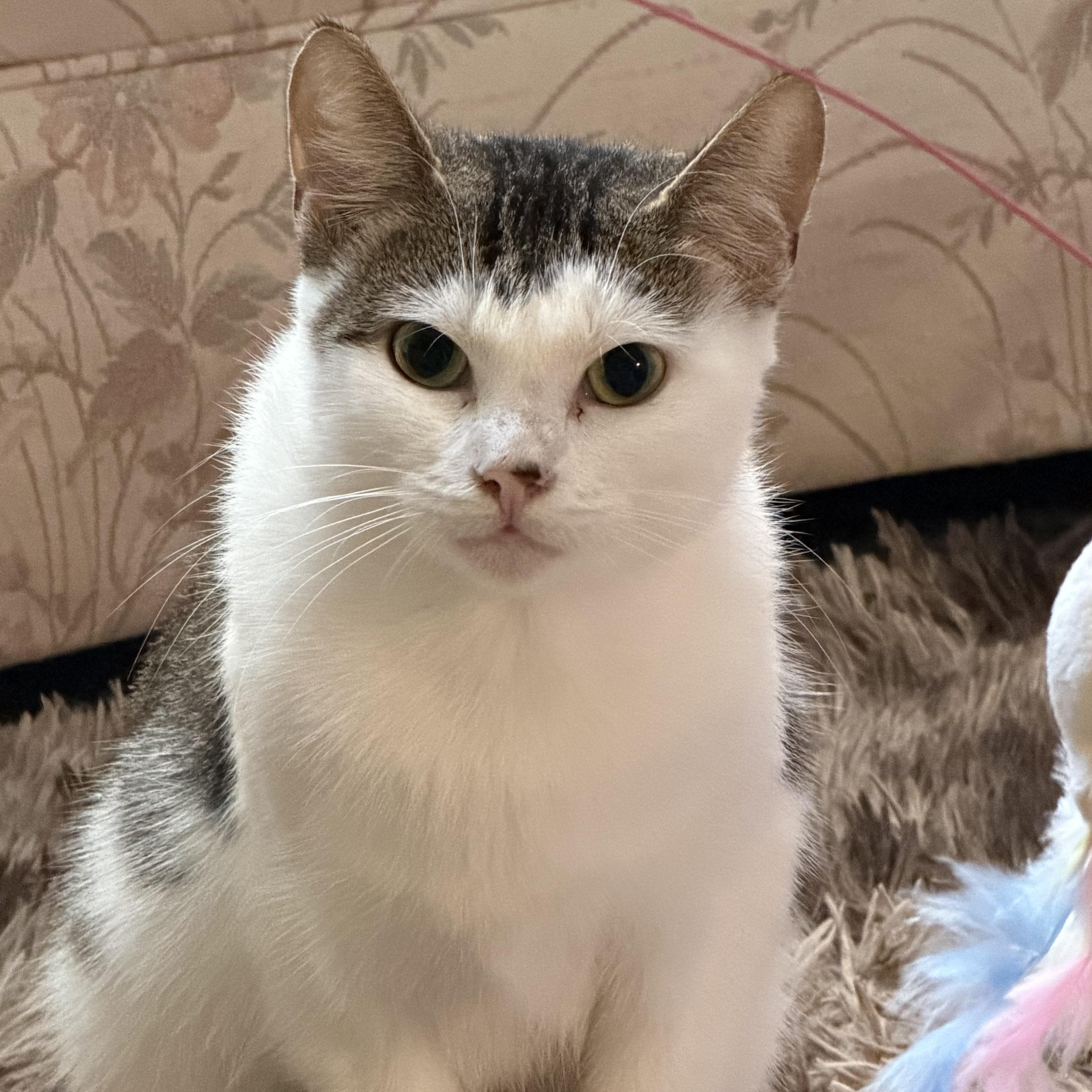 Bella, a ADOPTABLE Domestic Short Hair in Pickering, ON image 2/5