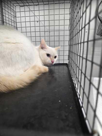 Enlarge Halo, a Adoptable mixed breed in Sevierville, TN image 1/1