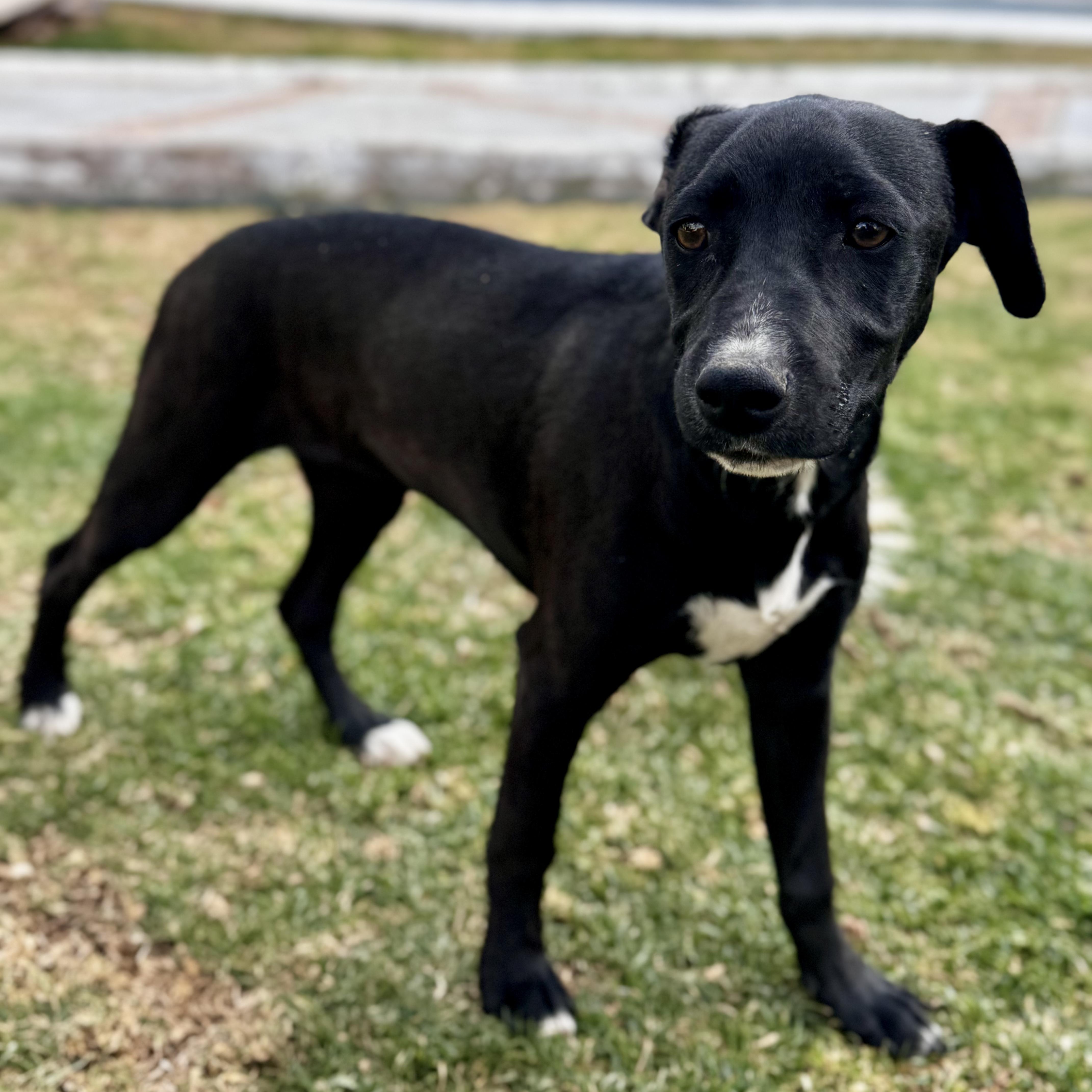 Enlarge Zoe, a Adoptable mixed breed in Mount Laurel Township, NJ image 5/6