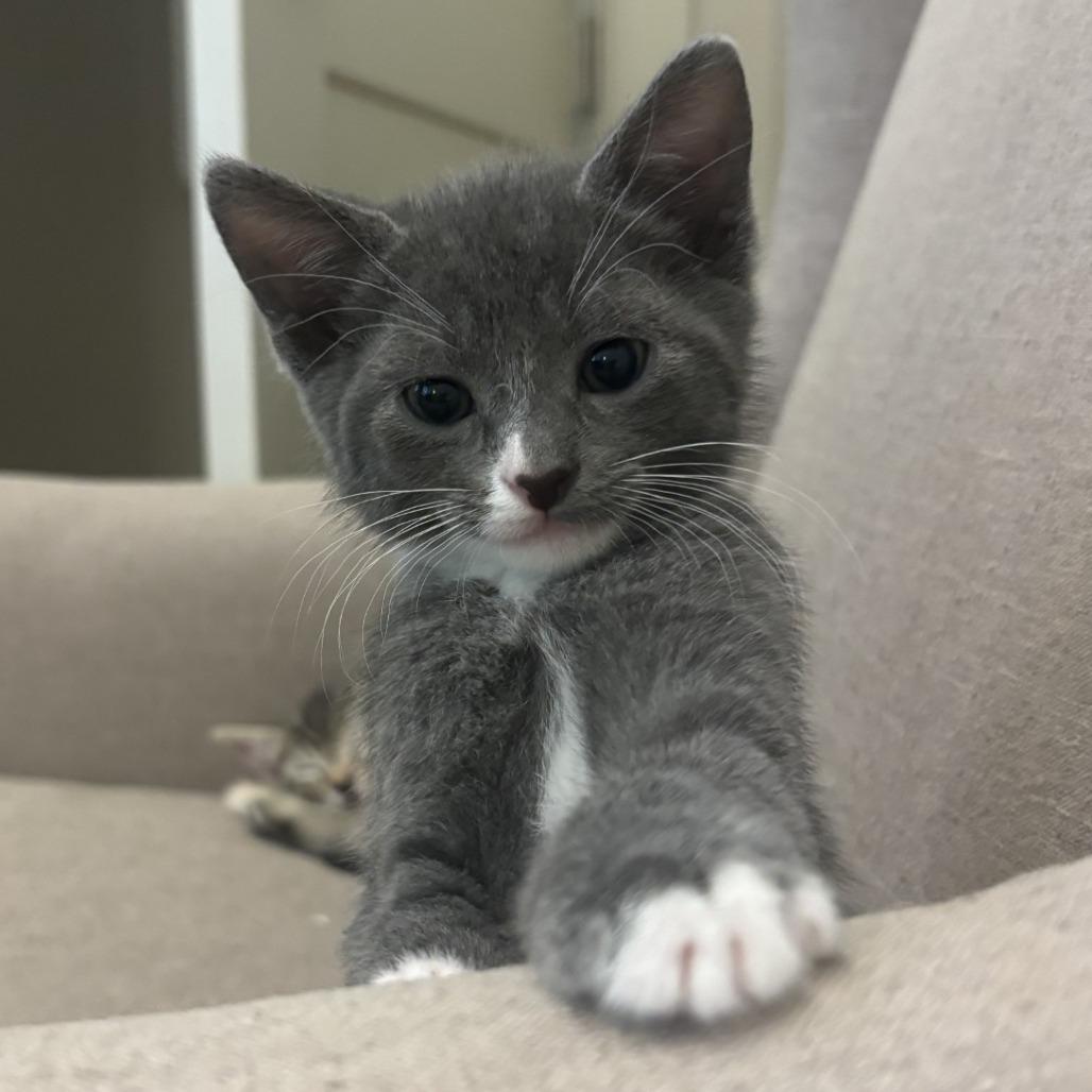 Enlarge Sprout, a Adoptable Domestic Short Hair in Greensboro, GA image 1/3