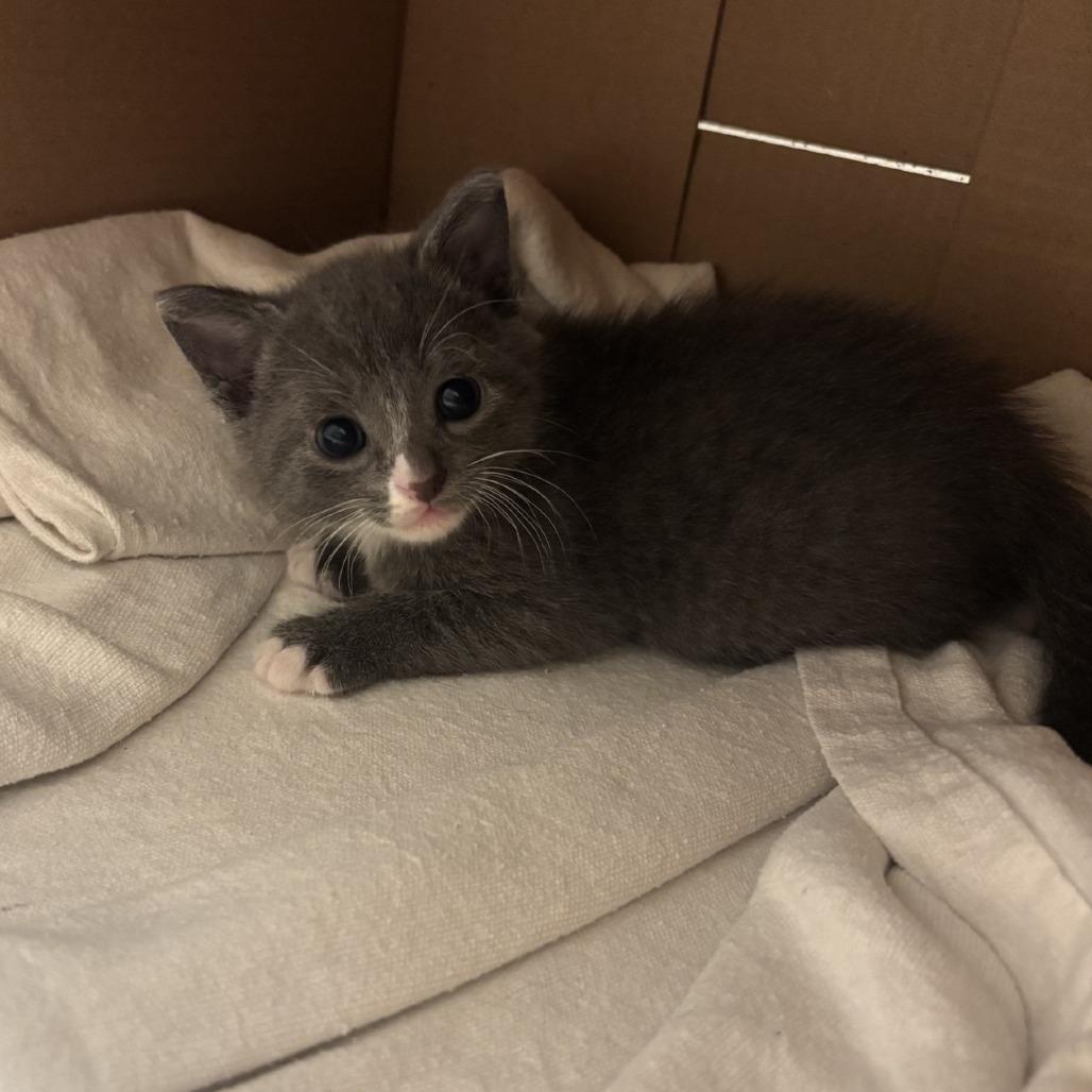 Enlarge Sprout, a Adoptable Domestic Short Hair in Greensboro, GA image 2/3