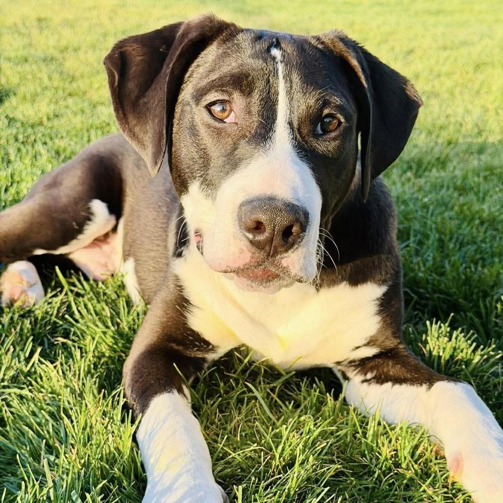 Bruce Springsteen - (Rockstar Litter) - AVAILABLE, Adoptable, Puppy Male Pit Bull Terrier.