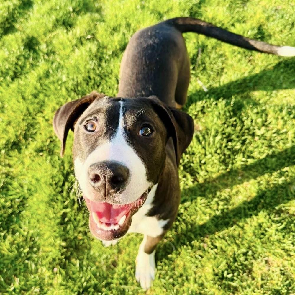 Enlarge Bruce Springsteen - (Rockstar Litter) - AVAILABLE, a Adoptable Pit Bull Terrier in Seattle, WA image 2/6