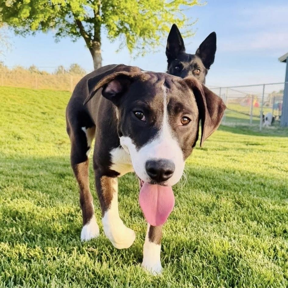 Enlarge Bruce Springsteen - (Rockstar Litter) - AVAILABLE, a Adoptable Pit Bull Terrier in Seattle, WA image 3/6