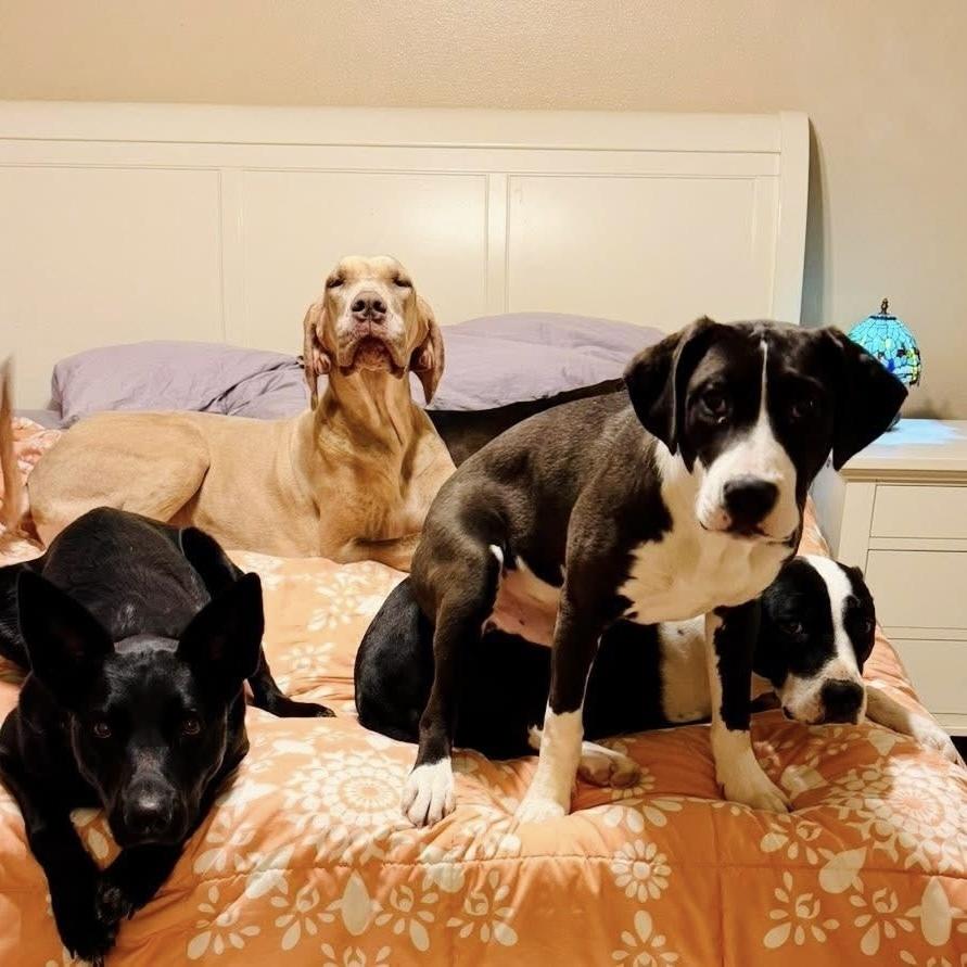 Enlarge Bruce Springsteen - (Rockstar Litter) - AVAILABLE, a Adoptable Pit Bull Terrier in Seattle, WA image 5/6