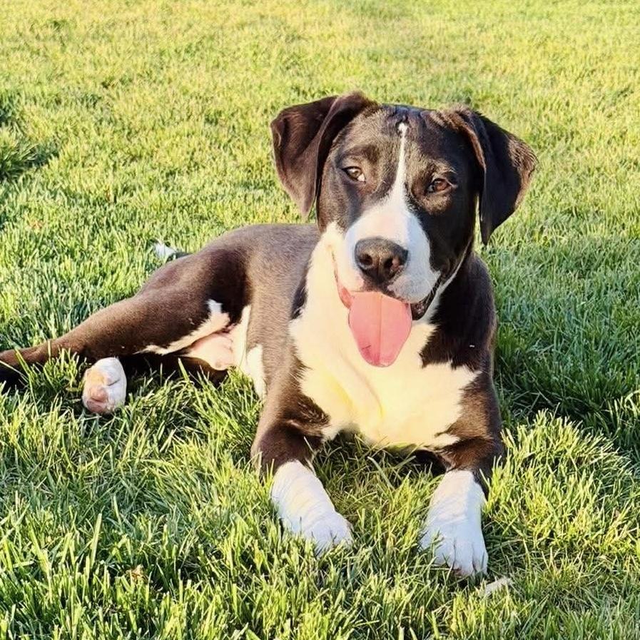 Enlarge Bruce Springsteen - (Rockstar Litter) - AVAILABLE, a Adoptable Pit Bull Terrier in Seattle, WA image 6/6