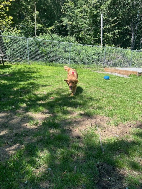 Enlarge 36975- Emma- 6 Years Old, a Adopted Golden Retriever in Langley, BC image 1/3