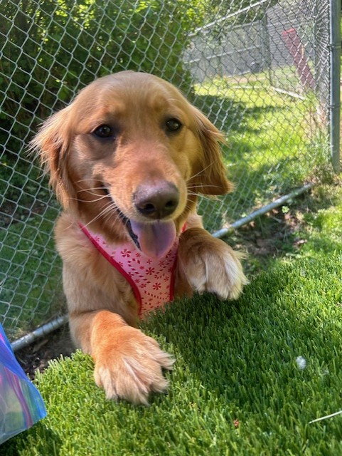 Enlarge 36975- Emma- 6 Years Old, a Adopted Golden Retriever in Langley, BC image 2/3