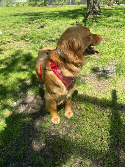 Enlarge 36975- Emma- 6 Years Old, a Adopted Golden Retriever in Langley, BC image 3/3