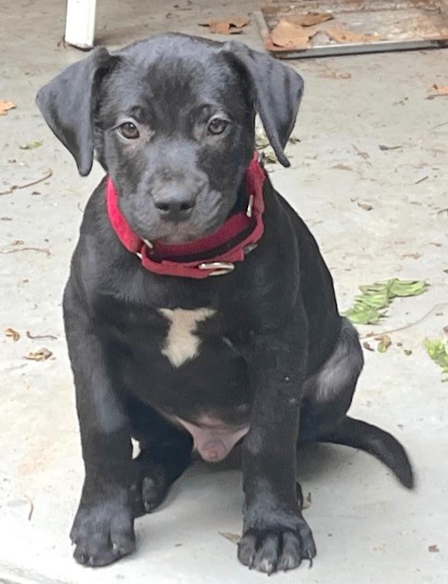 Zach, ADOPTABLE, Young Male Mixed Breed.