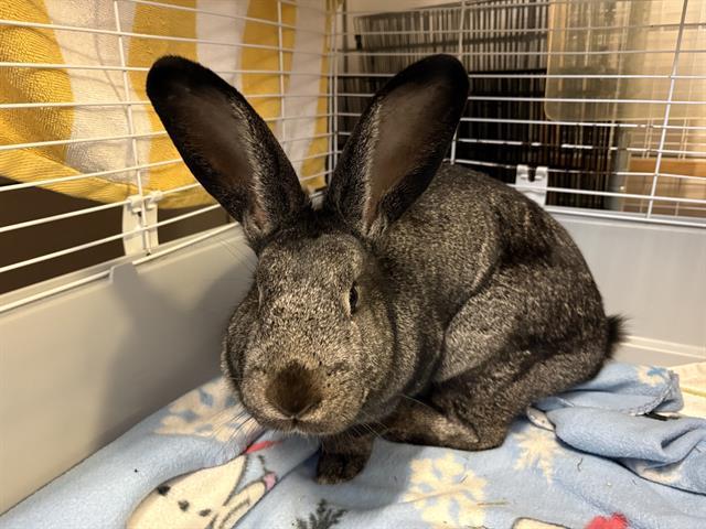 HOPPER, Adoptable, Young Female Flemish Giant.