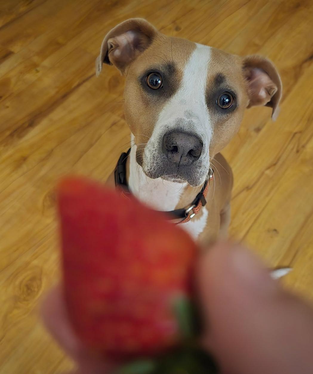 Enlarge Sage, a Adoptable mixed breed in Nashville, TN image 1/6