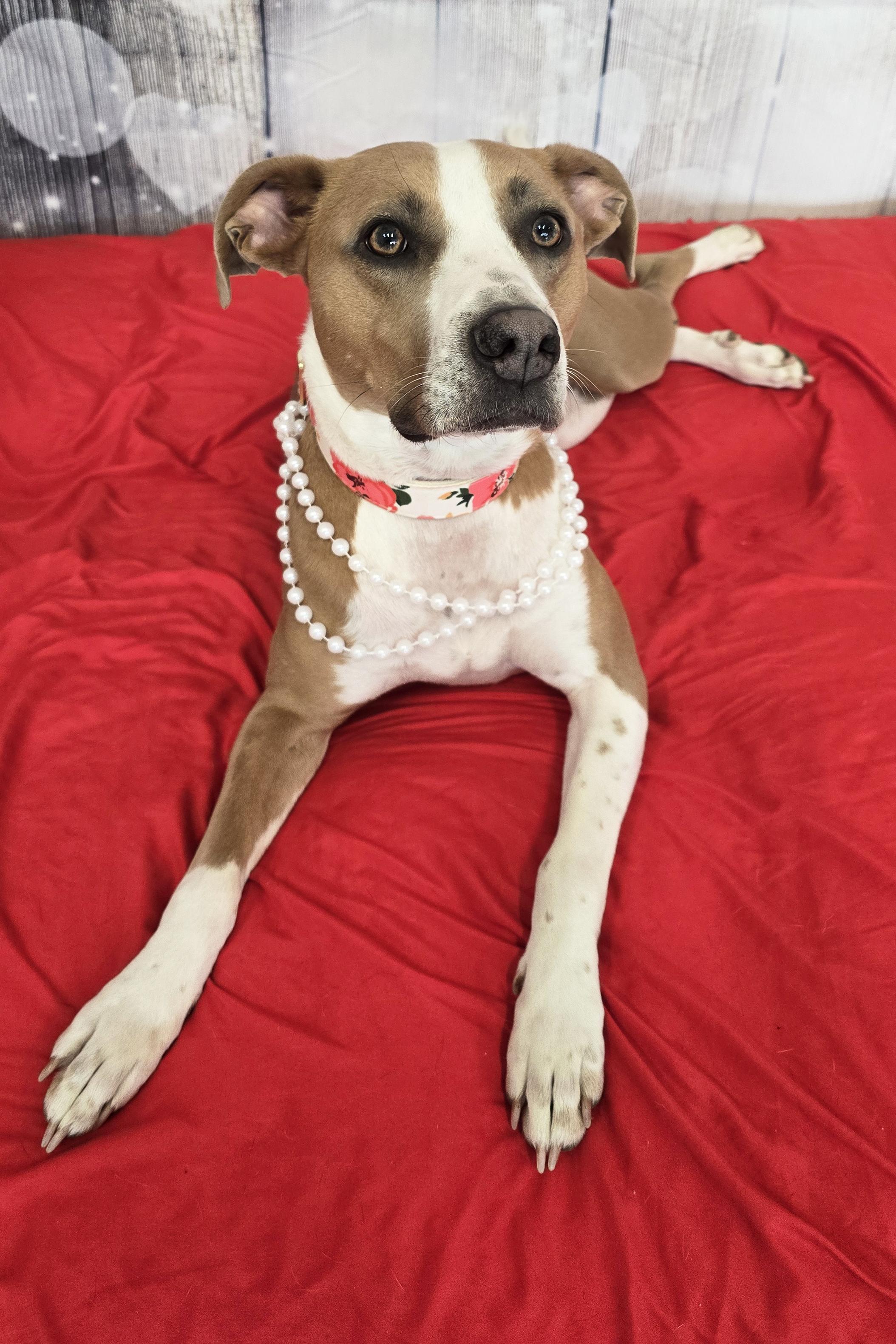Sage, a Adoptable mixed breed in Nashville, TN image 3/6